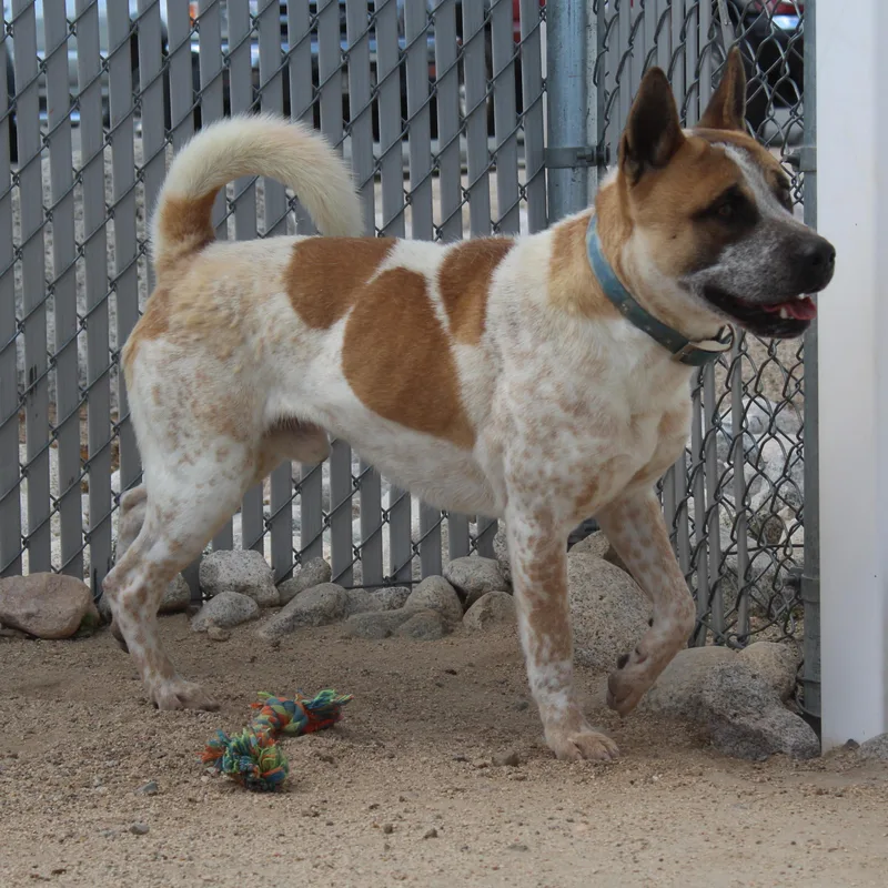 An adult large-sized male Tricolor (Brown, Black, & White) Akita dog named Copper [solo Dog] for adoption in Yucca Valley, CA