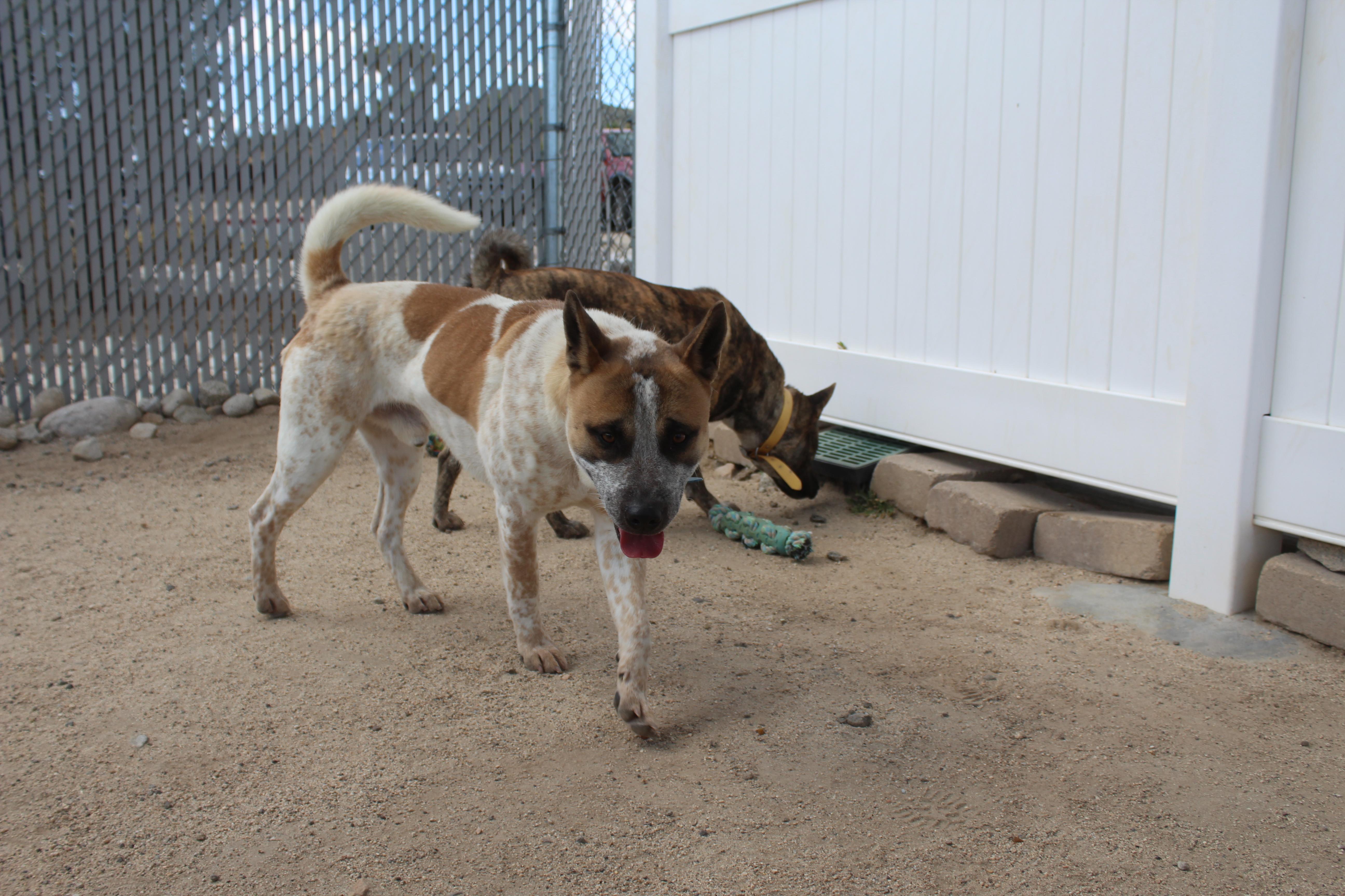 Copper [solo Dog] thumbnail 2