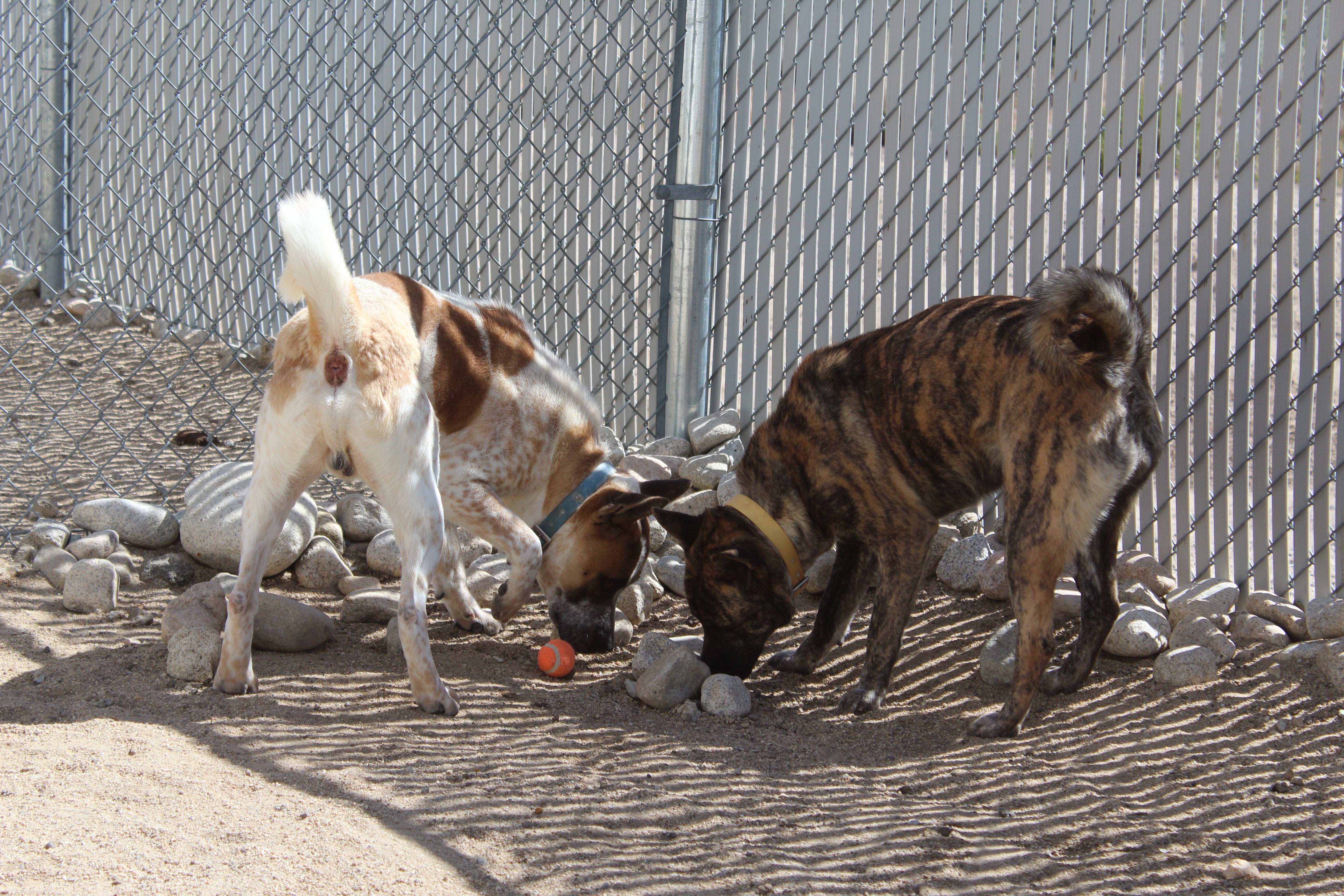 Copper [solo Dog] thumbnail 3