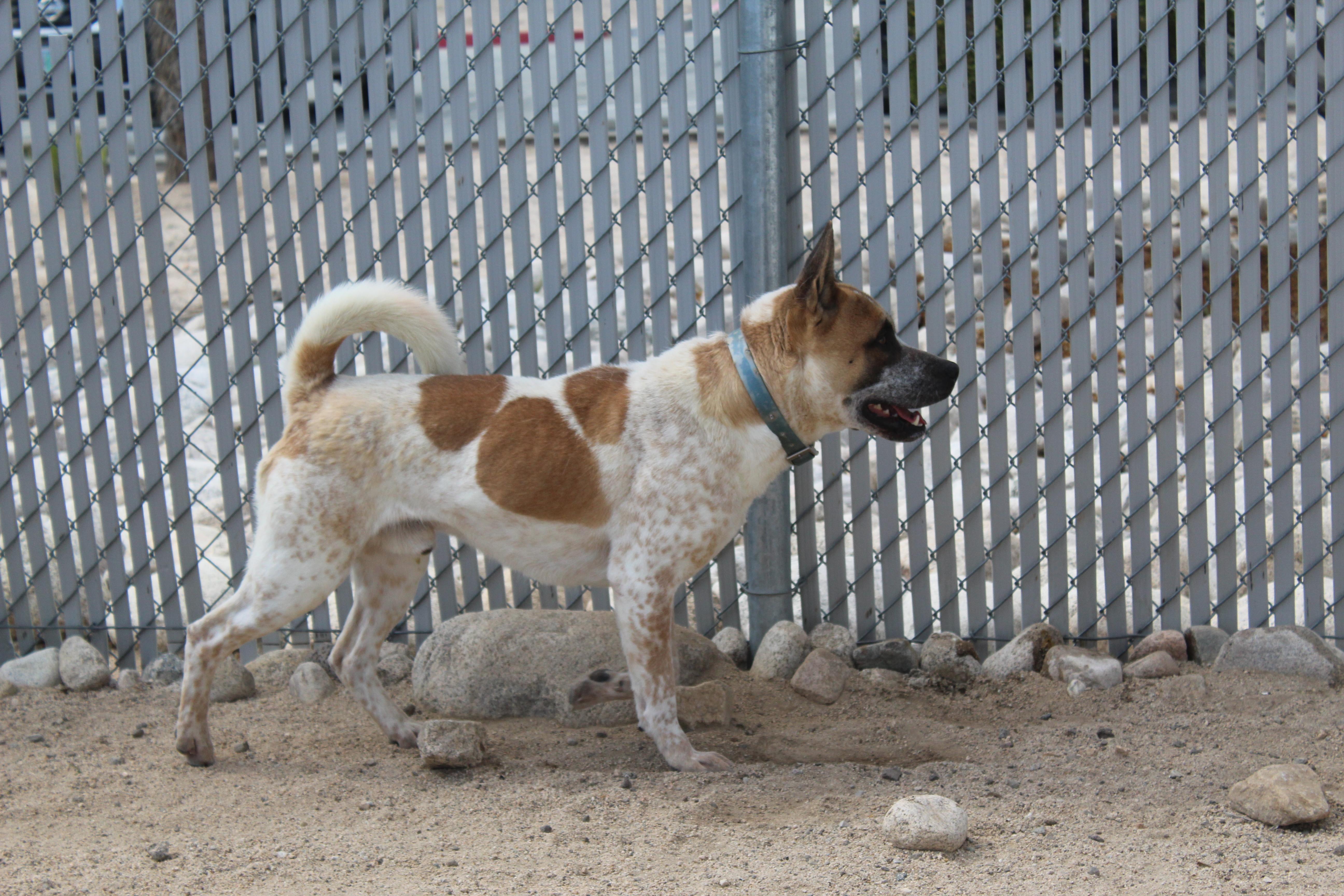 Copper [solo Dog] thumbnail 4