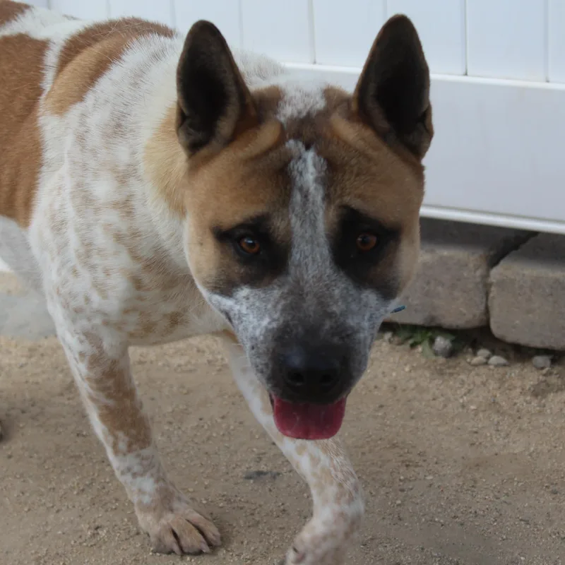 Copper [solo Dog] thumbnail 5