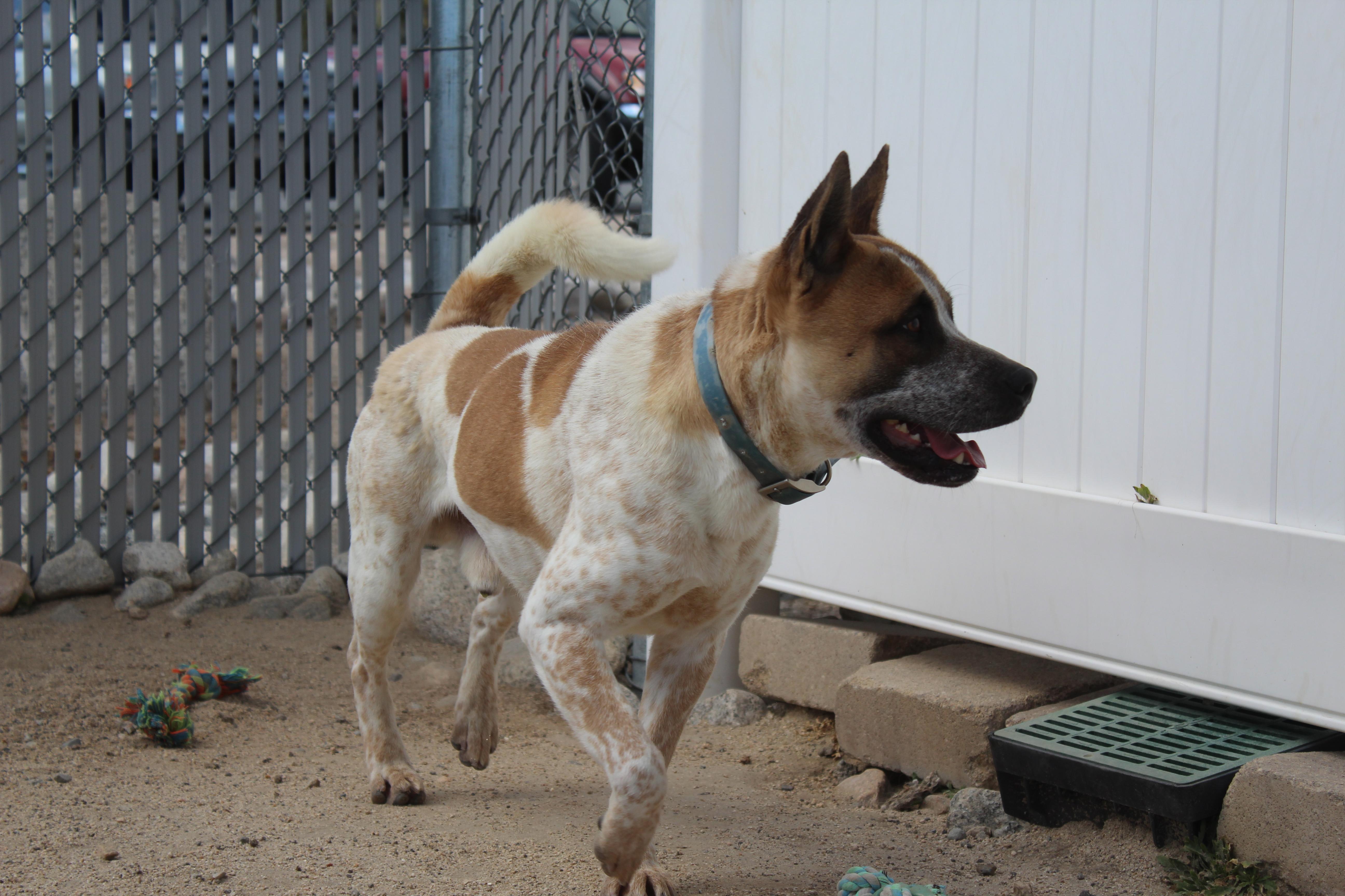 Copper [solo Dog] thumbnail 6