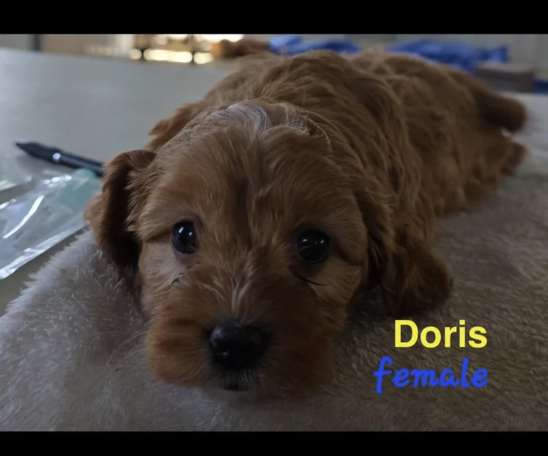 Doris