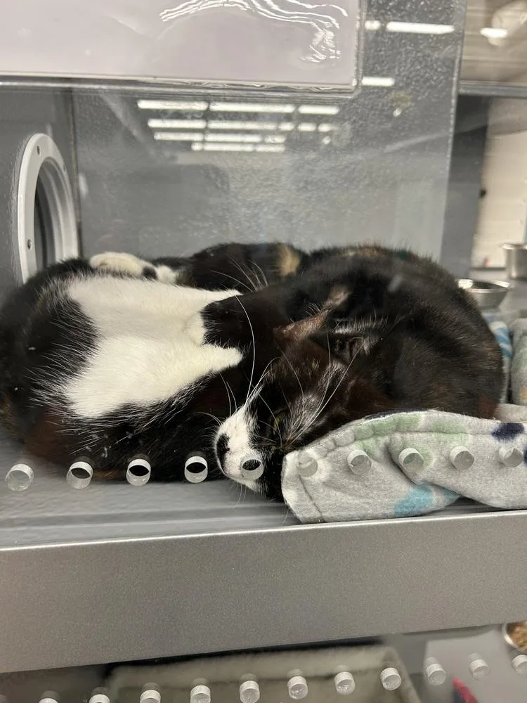 An adult medium-sized female Domestic Short Hair cat named Rory for adoption in East hartford, CT
