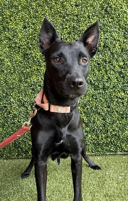 A young medium-sized female German Shepherd Dog dog named Morticia for adoption in Naples, FL