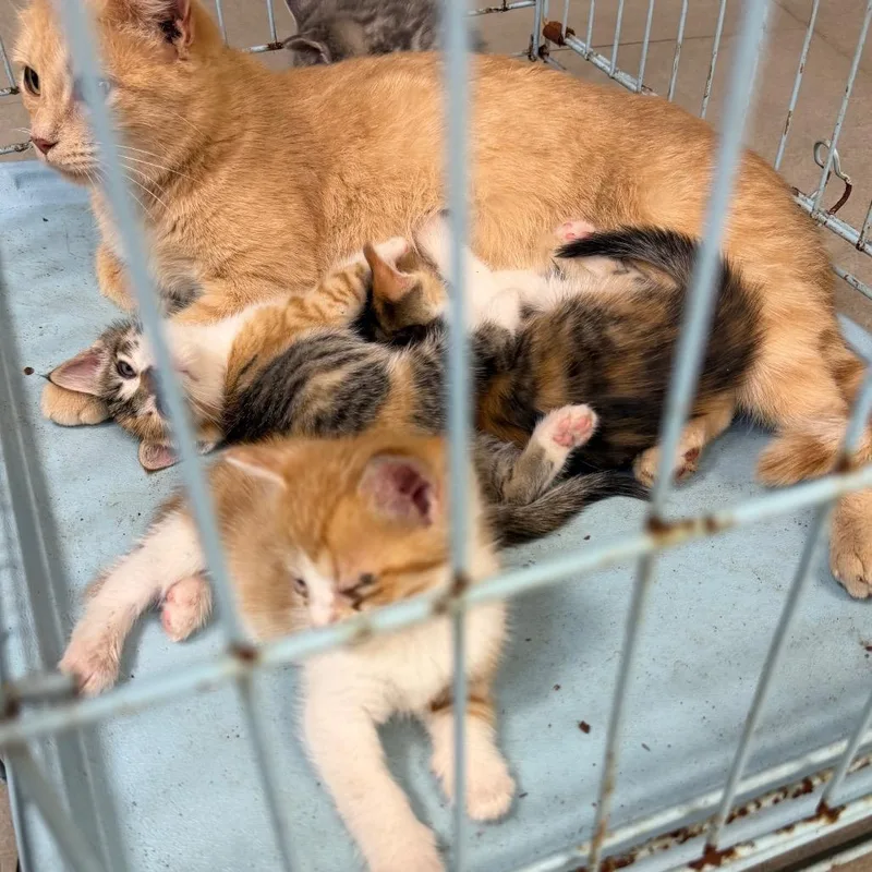 A baby small-sized male Orange / Red Domestic Short Hair cat named Jaguar for adoption in Newark, NJ