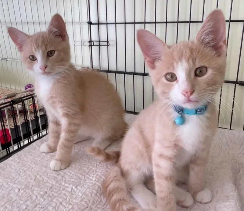 A baby small-sized male Domestic Short Hair cat named Logan for adoption in Westfield, NY