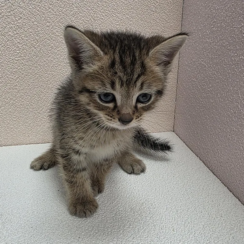 A baby small-sized male Domestic Short Hair cat named Pebbles for adoption in Jupiter, FL