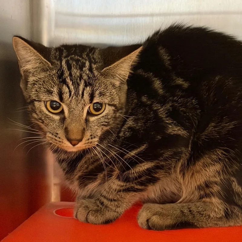 A young small-sized female Brown / Chocolate Domestic Short Hair cat named Smudge for adoption in Waukesha, WI