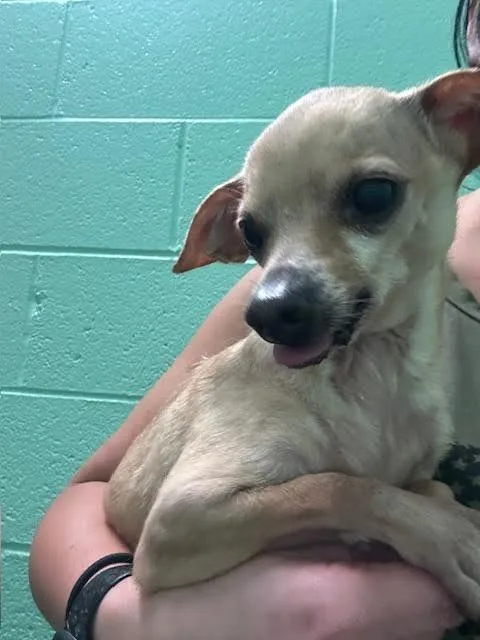 An adult small-sized male Chihuahua dog named Chi for adoption in Blountville, TN