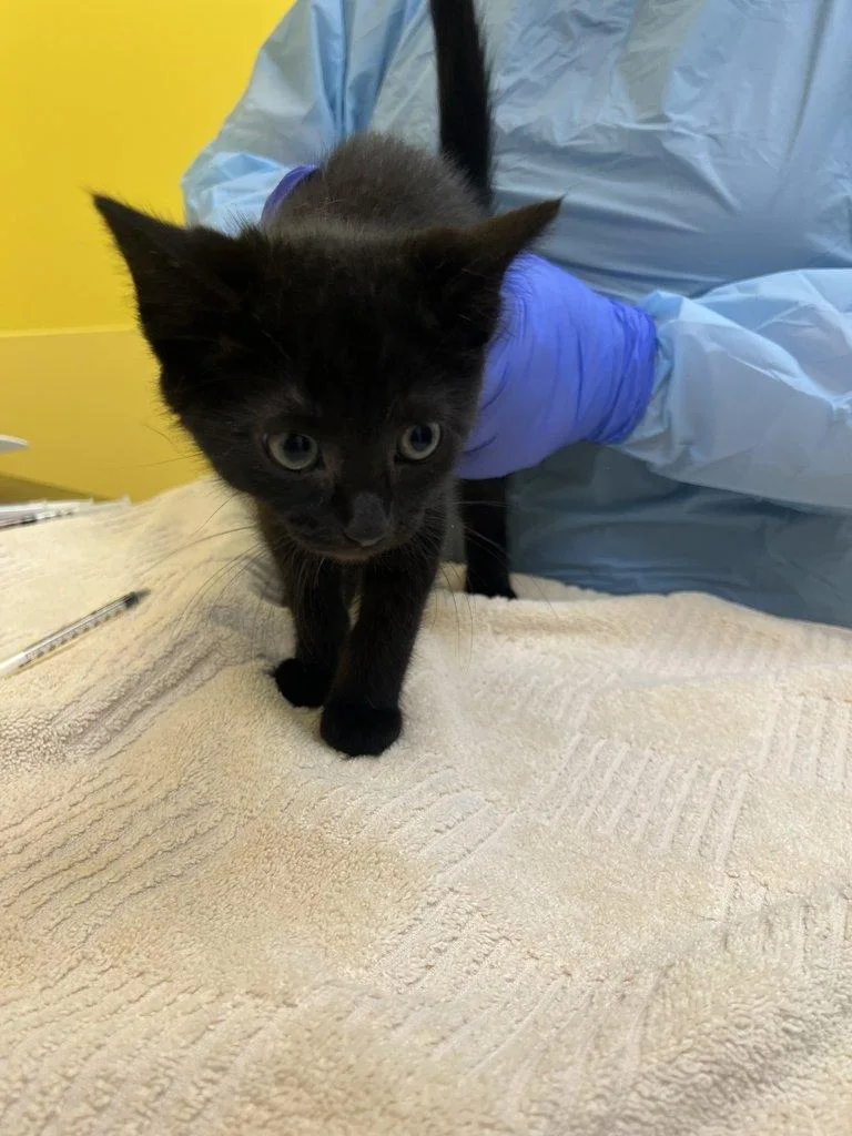 A baby small-sized female Black Domestic Short Hair cat named July for adoption in Raleigh, NC