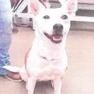 An adult medium-sized female White / Cream Australian Cattle Dog / Blue Heeler dog named Trixie for adoption in Buellton, CA