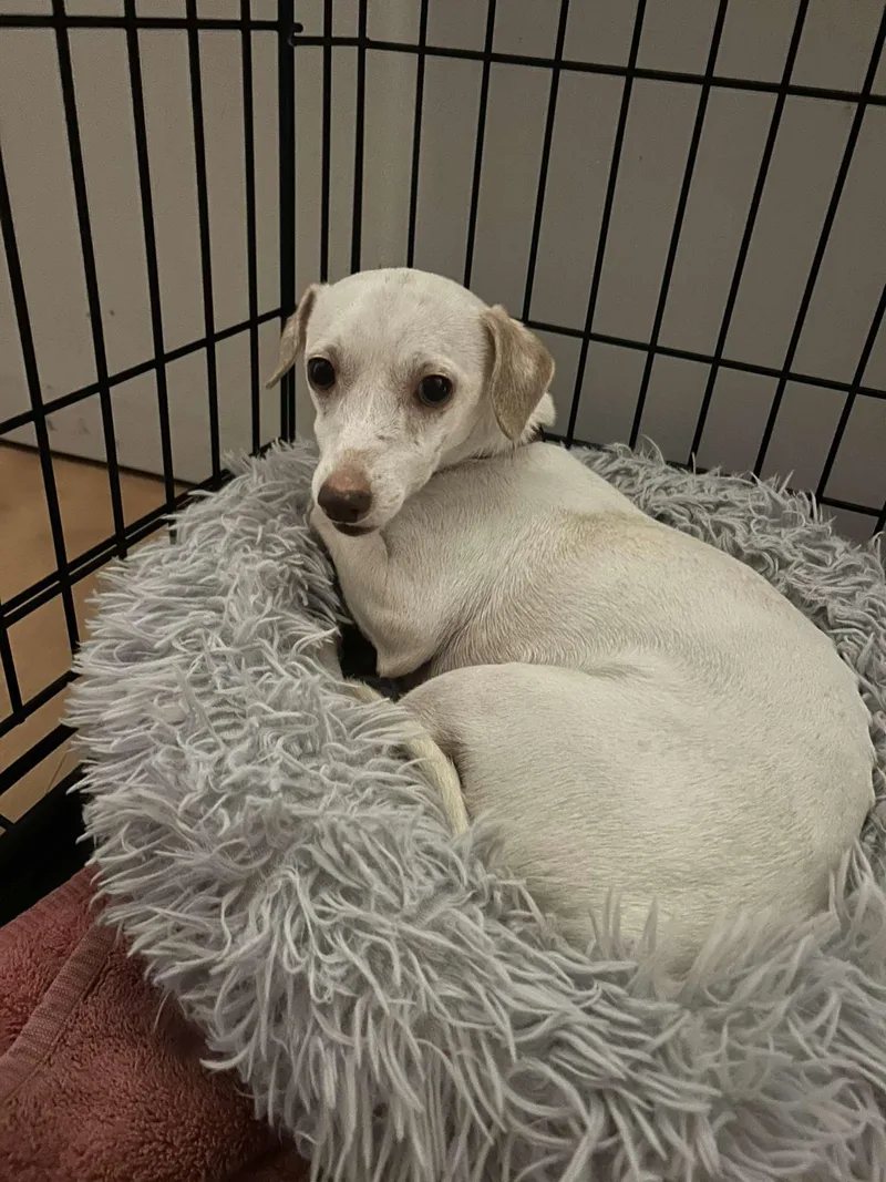 An adult small-sized male White / Cream Chihuahua dog named Albus for adoption in Phoenix, AZ