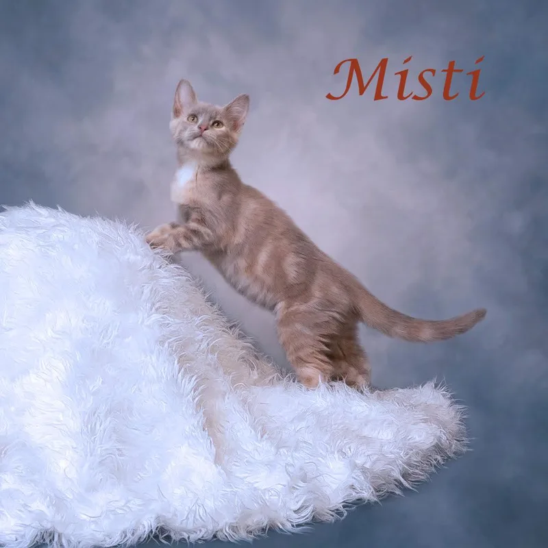 Misti C