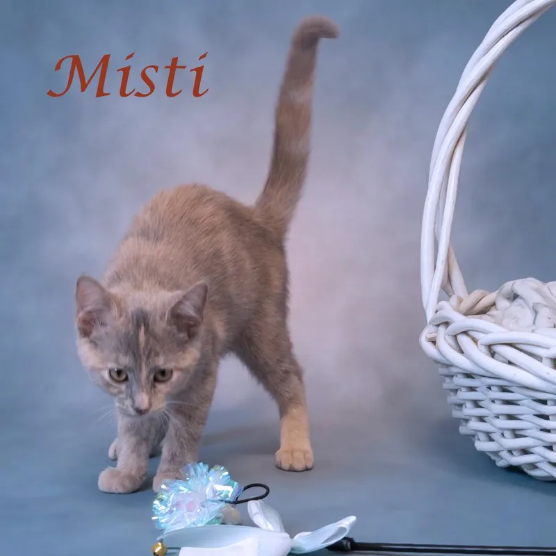 Misti C thumbnail 3