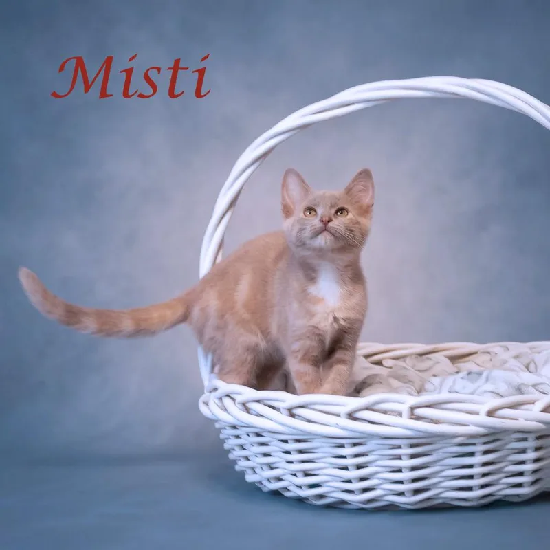 Misti C thumbnail 4
