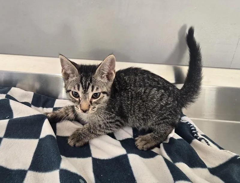 A baby small-sized male Domestic Short Hair cat named Lionel for adoption in Dickson, TN