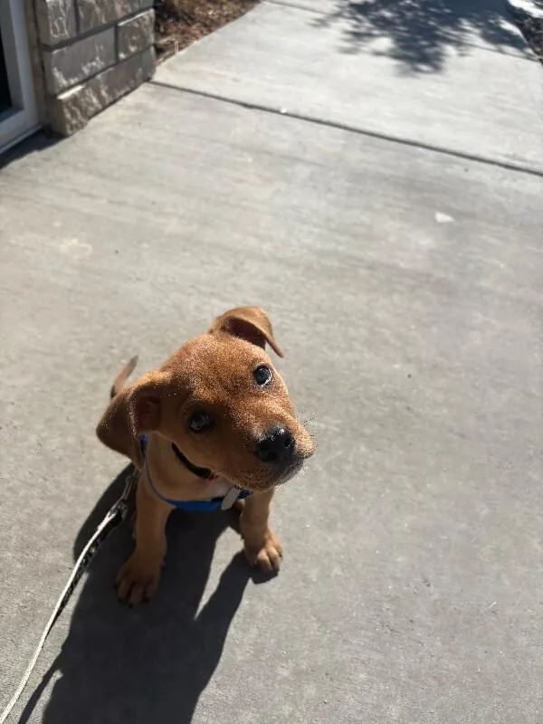 Mr. Peanut Butter