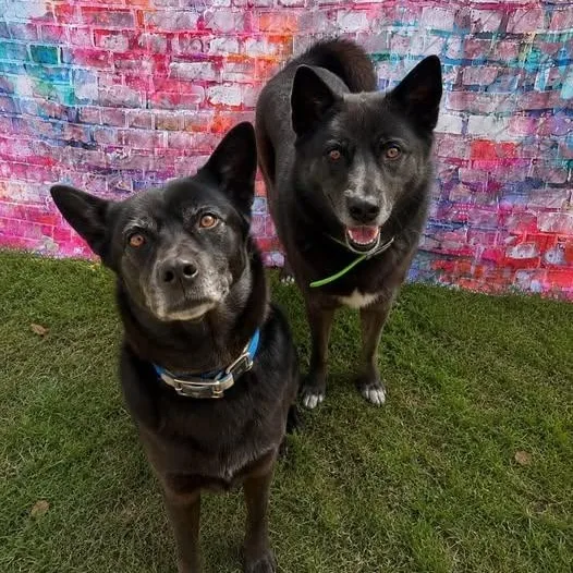 An adult medium-sized female Black Akita dog named Letha for adoption in Warren, OH