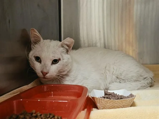 An adult large-sized male Domestic Short Hair cat named Tofu for adoption in Martinez, CA