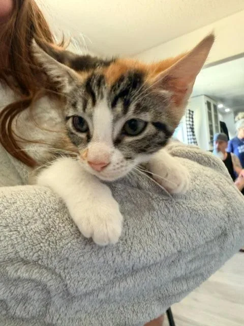 A baby small-sized female Domestic Short Hair cat named Nala for adoption in Los Angeles, CA