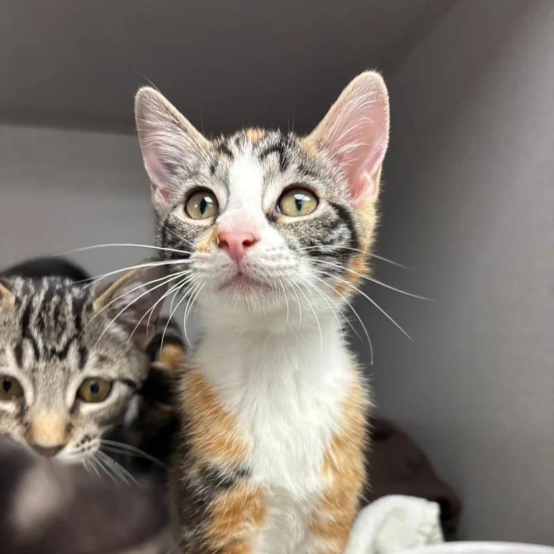 Nala thumbnail 2