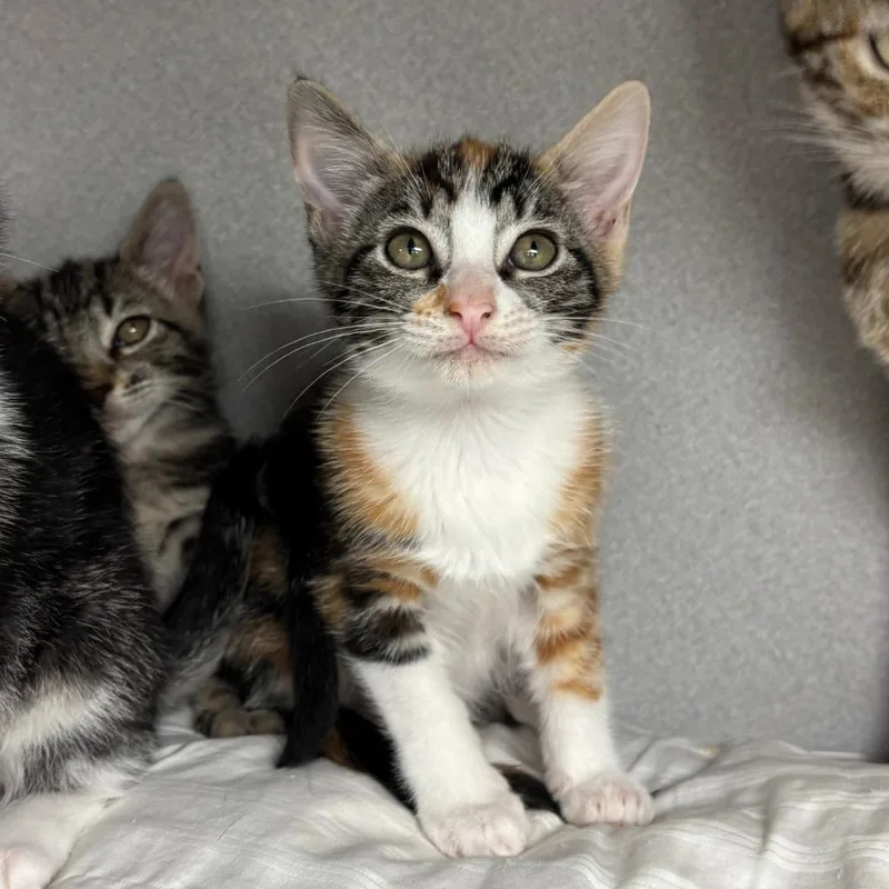 Nala thumbnail 3