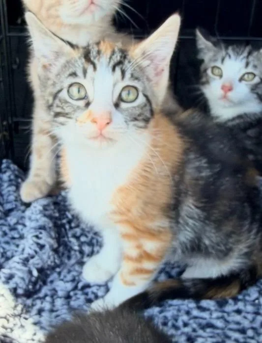 Nala thumbnail 5