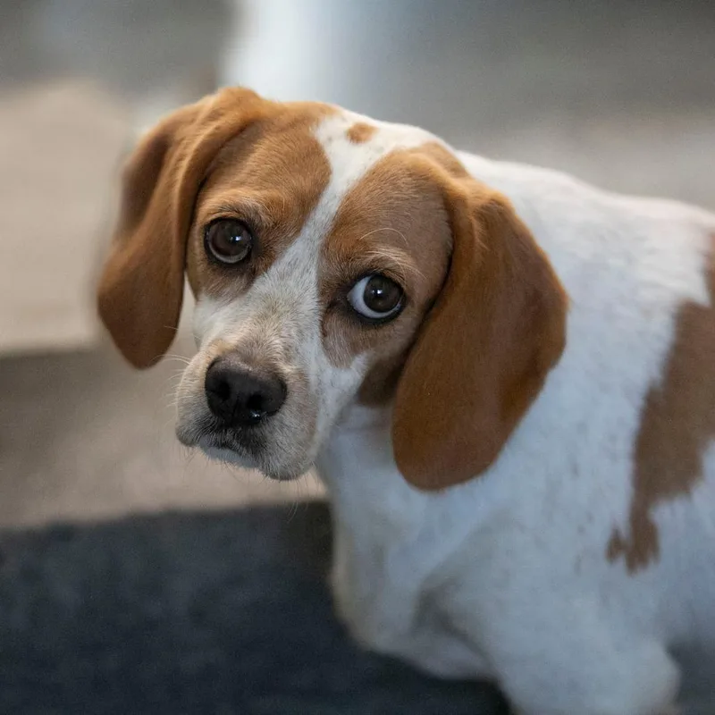 An adult medium-sized female Yellow / Tan / Blond / Fawn Cavalier King Charles Spaniel dog named Blakeley for adoption in Peyton, CO
