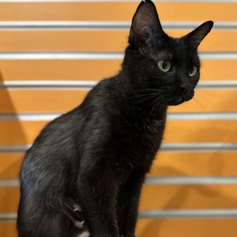 An adult medium-sized female Black Domestic Short Hair cat named Willow for adoption in Washington Township, OH