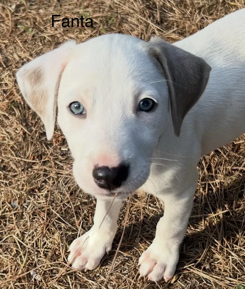 An adult medium-sized female Labrador Retriever dog named Fanta Lonestar for adoption in Rockaway, NJ