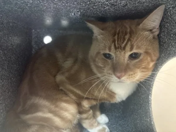 An adult medium-sized male Domestic Short Hair cat named Sam I Am for adoption in New York, NY