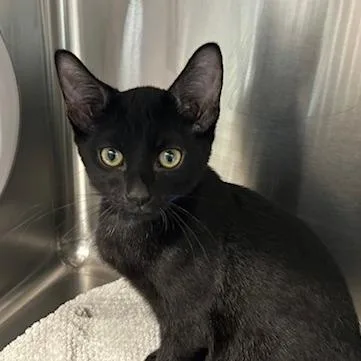 A baby small-sized male Black Domestic Short Hair cat named Eggshell for adoption in Knoxville, TN