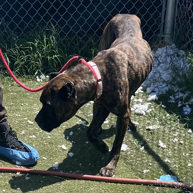 An adult large-sized female Brindle Presa Canario dog named ShugAvery for adoption in manchester, PA