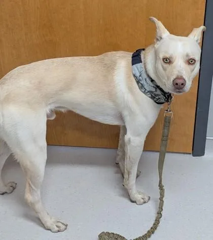 An adult medium-sized male Mixed Breed dog named Caesar for adoption in Missoula, MT