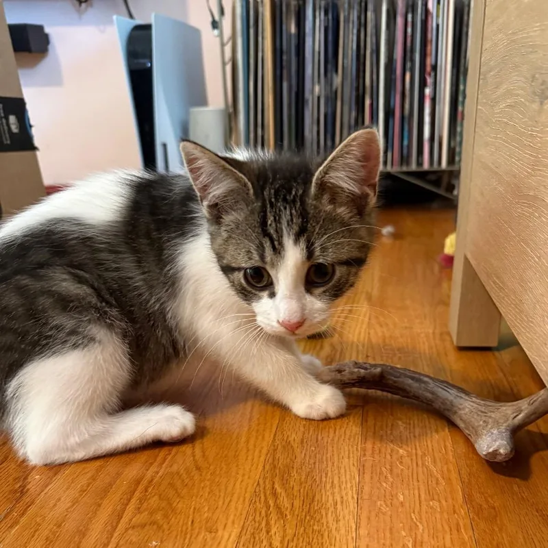 A baby small-sized male White Domestic Short Hair cat named Algae for adoption in Middleton, WI