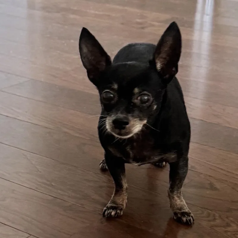 A senior small-sized male Chihuahua dog named Ricky Ricardo for adoption in Baton Rouge, LA