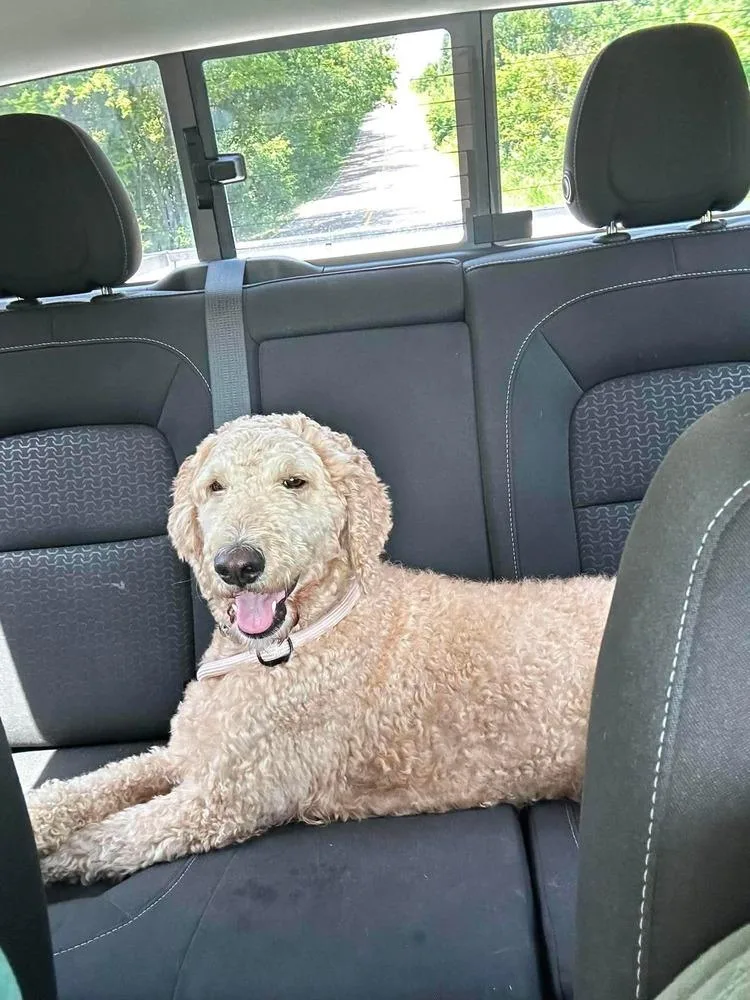 A young large-sized female Labradoodle dog named Daisy for adoption in Shawnee, OK