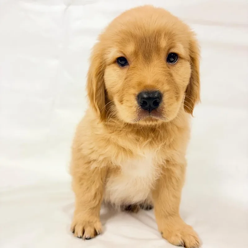 A baby small-sized male Goldendoodle dog named Callaway for adoption in Parker, CO