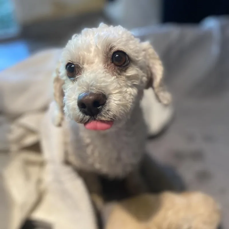 An adult small-sized female White / Cream Poodle dog named Lulu for adoption in Escondido, CA