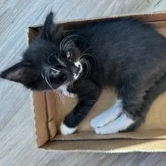 A baby medium-sized male Black & White / Tuxedo Domestic Short Hair cat named Bodie for adoption in Gardnerville, NV