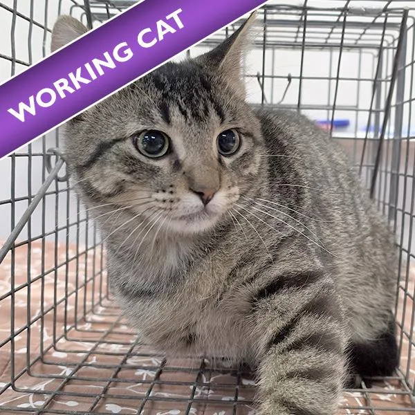 A baby medium-sized female Domestic Short Hair cat named Swift for adoption in Des Moines, IA