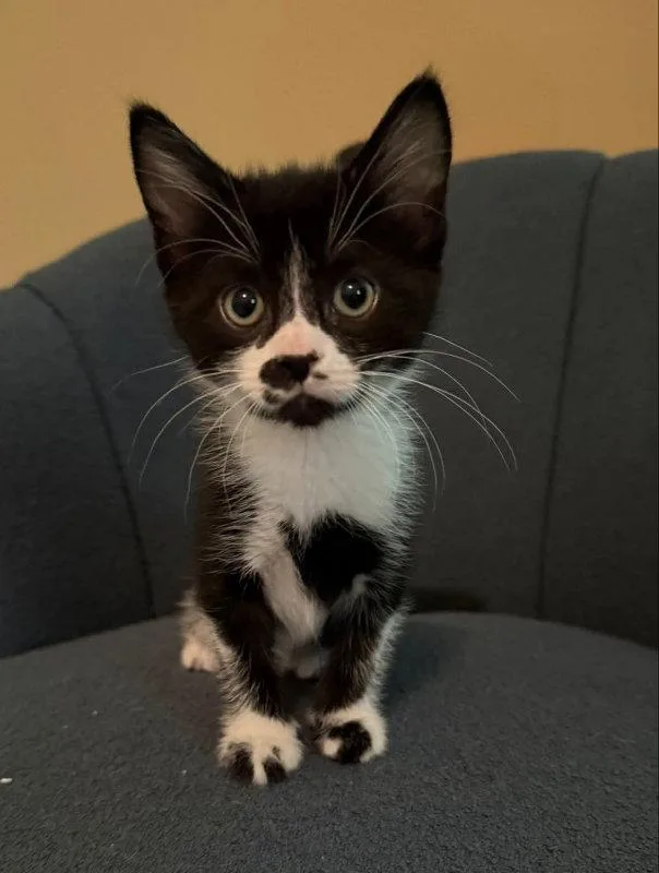 A young medium-sized male Tuxedo cat named Cotton tail for adoption in Knoxville, TN