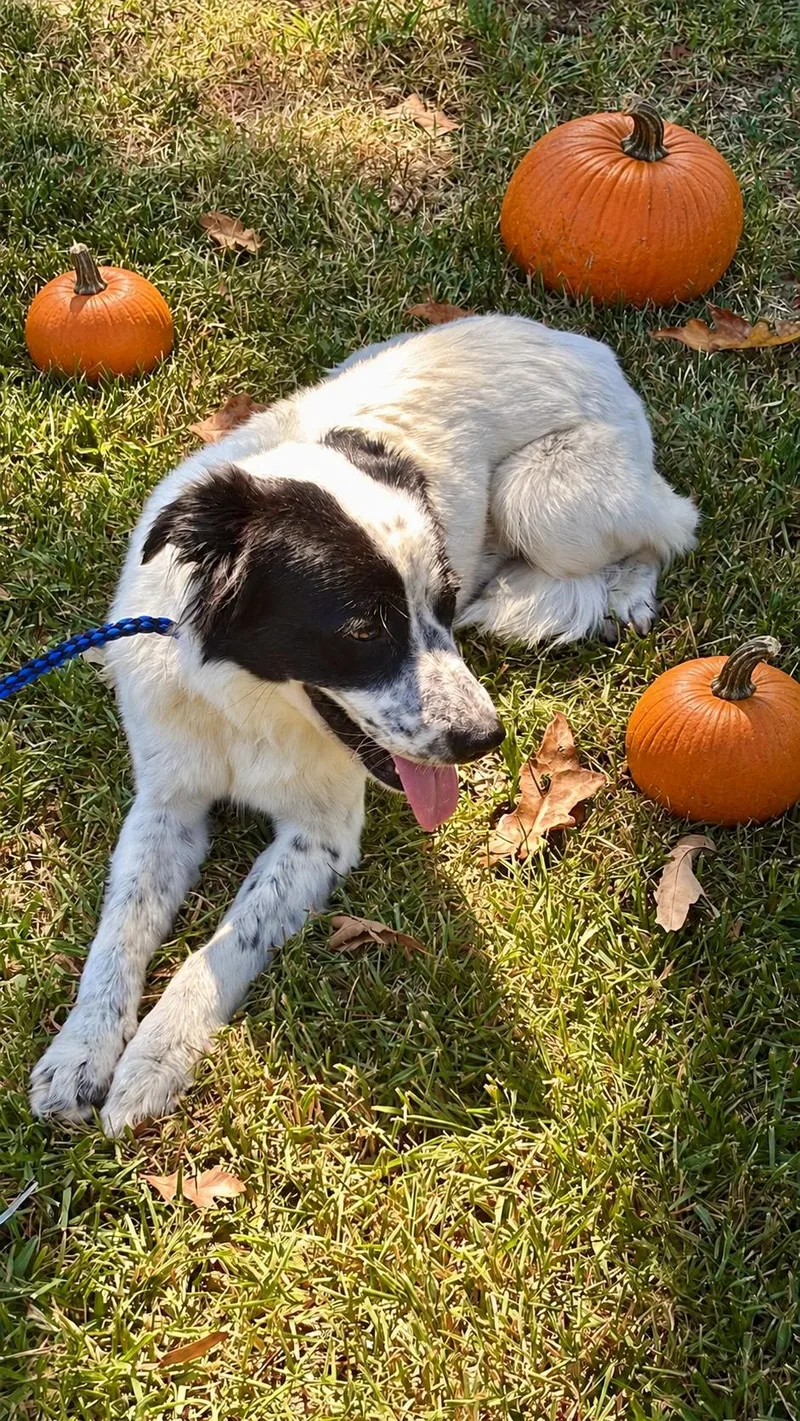 An adult medium-sized female Labrador Retriever dog named Meg for adoption in Willington, CT