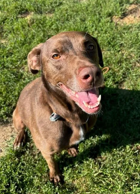 Cocoa