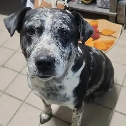 An adult large-sized female Black Australian Cattle Dog / Blue Heeler dog named Mcflurry for adoption in Erie, PA