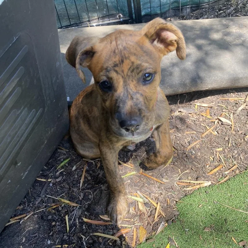 A baby medium-sized male Brindle Boxer dog named Dozer for adoption in Escondido, CA