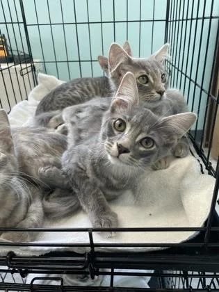 A baby small-sized male Domestic Medium Hair cat named Chucky for adoption in Fort Worth, TX