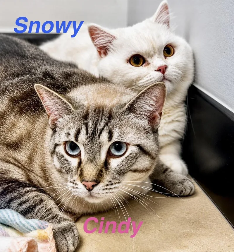 Cindy and Snowy