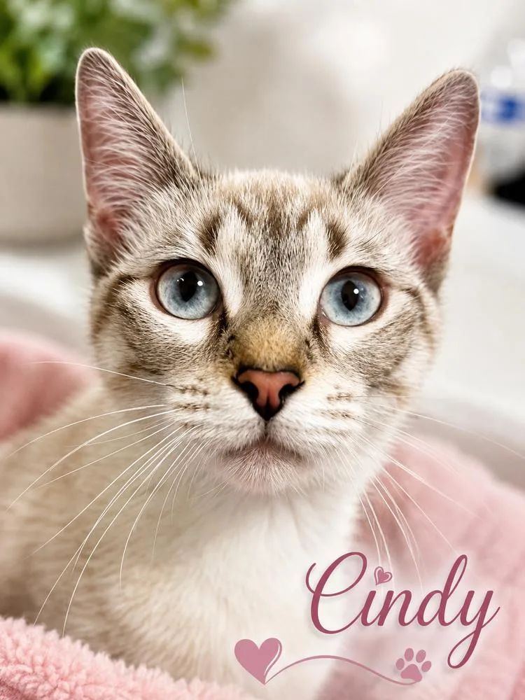 Cindy and Snowy thumbnail 3